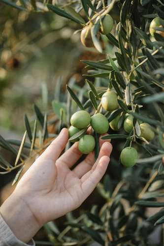 Why Go Seed Oil Free?